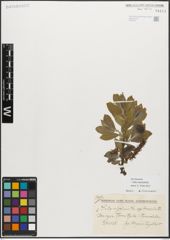 Foto von Salix myrsinifolia Salisb.